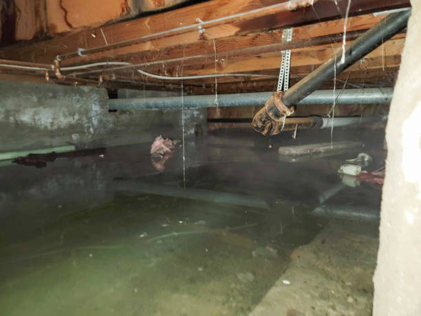 Best Local water damage restoration  in Parachute, CO